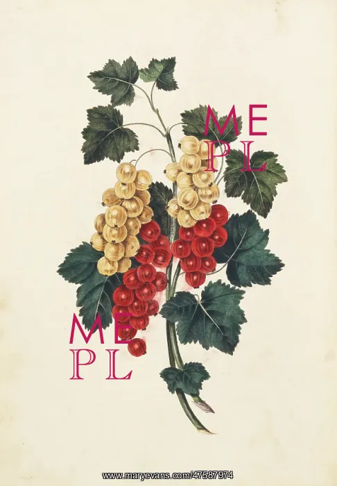 : Ribes sativum, white and red currants : Ribes sativum, white and red currants