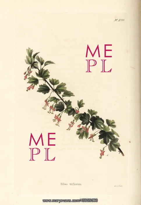 : Ribes triflorum : Ribes triflorum