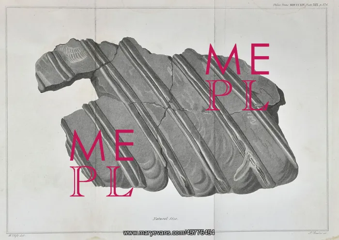 : Ribs of an ichthyosaur : Ribs of an ichthyosaur
