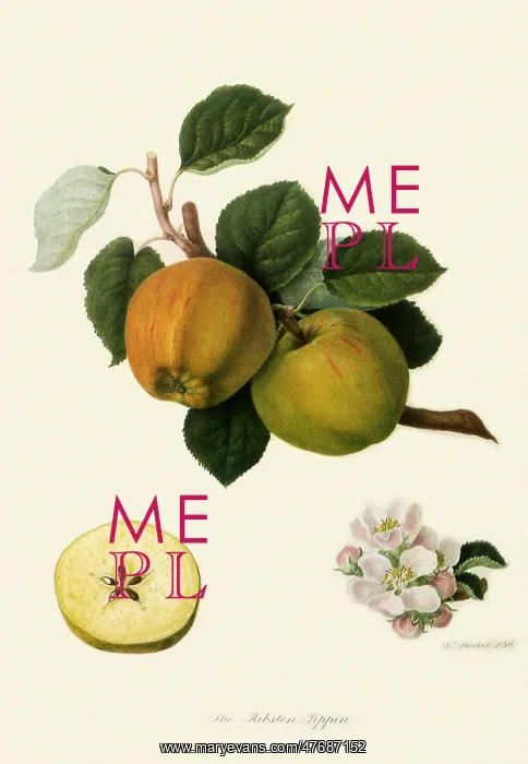 : Ribston Pippin Apples : Ribston Pippin Apples