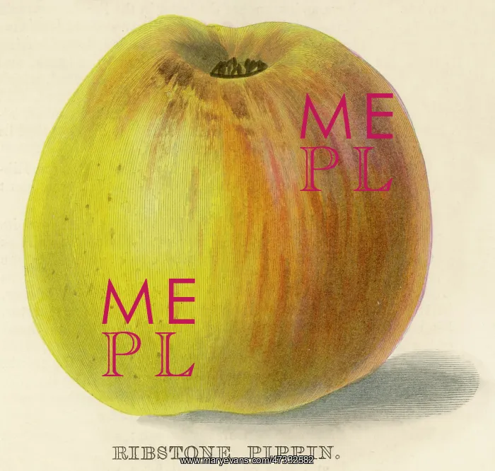  : RIBSTONE PIPPIN APPLE