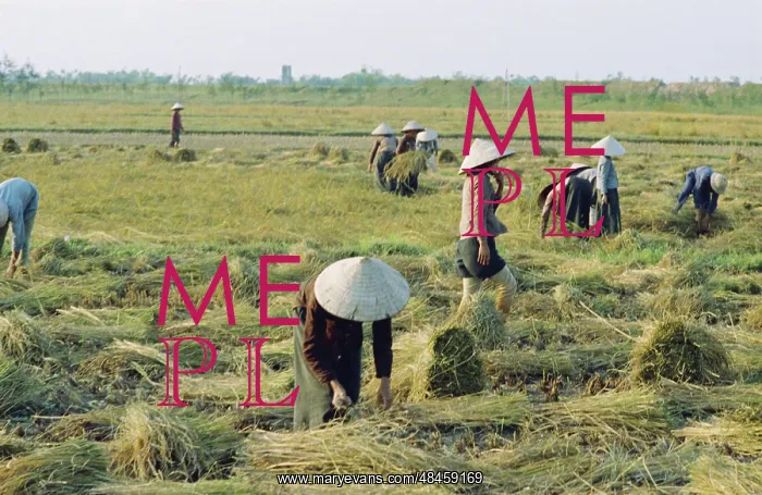 : Rice cultivation in North Vietnam : Rice cultivation in North Vietnam