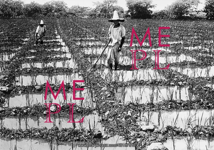 : Rice farmers on the rice fields : Rice farmers on the rice fields