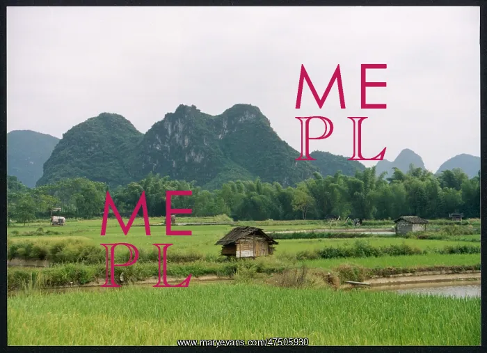 : RICE FIELDS, YANGSHOU : RICE FIELDS, YANGSHOU