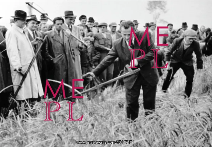 : Rice harvest : Rice harvest