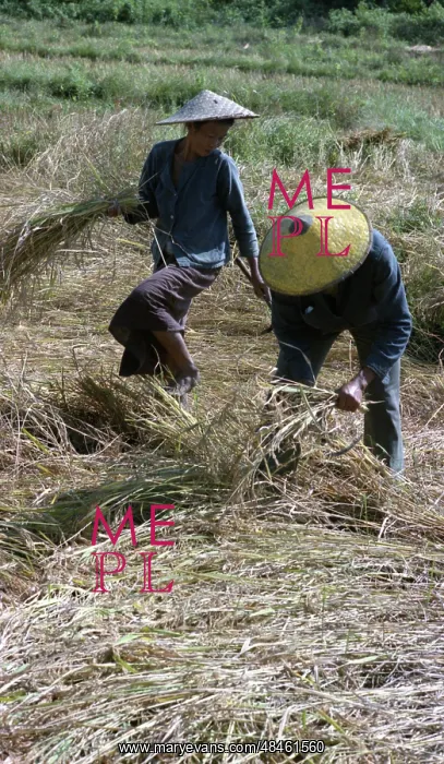 : Rice harvest : Rice harvest