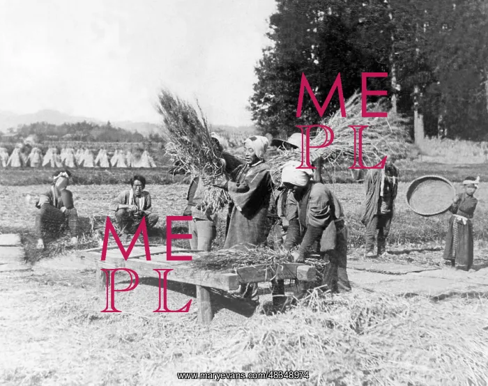 : Rice harvest in Japan, 1930s : Rice harvest in Japan, 1930s