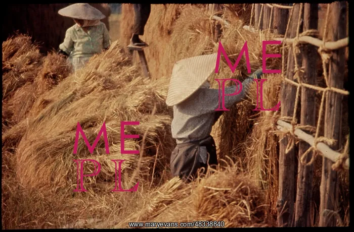  : Rice Harvest, Japan