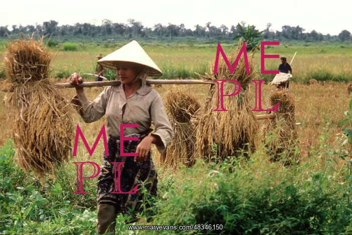 : Rice harvest in Laos, 1978 : Rice harvest in Laos, 1978