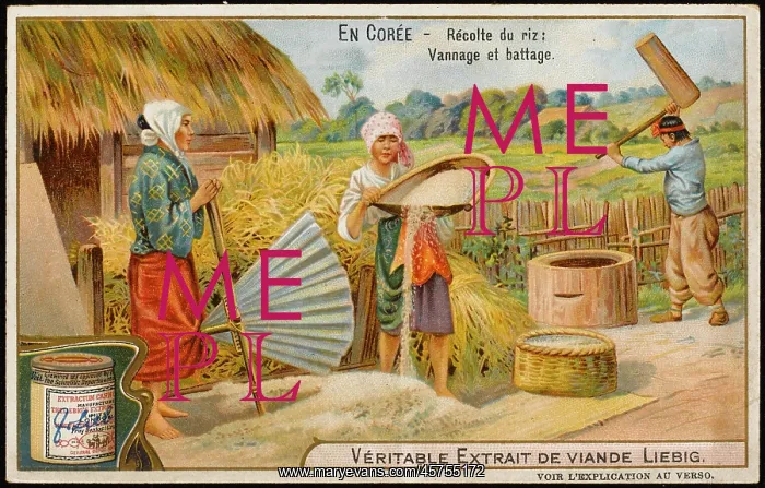  : RICE IN KOREA