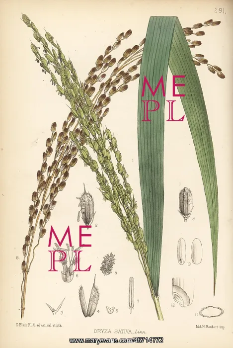 : Rice, Oryza sativa : Rice, Oryza sativa
