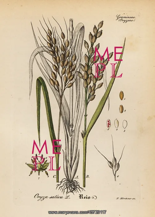: Rice, Oryza sativa : Rice, Oryza sativa