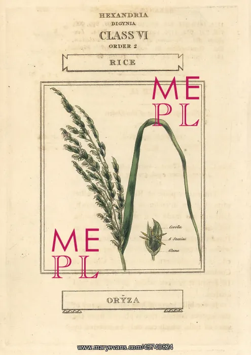 : Rice, Oryza sativa : Rice, Oryza sativa