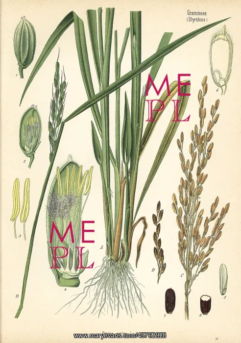 : Rice, Oryza sativa : Rice, Oryza sativa