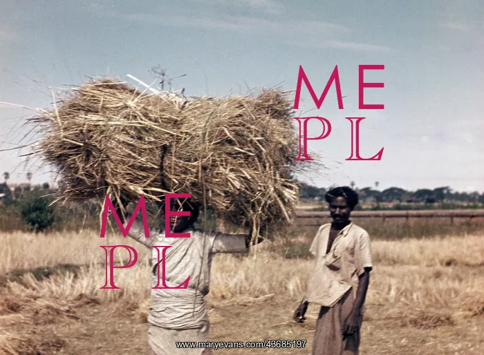 : Rice - paddy straw gleaners - Rangoon : Rice - paddy straw gleaners - Rangoon