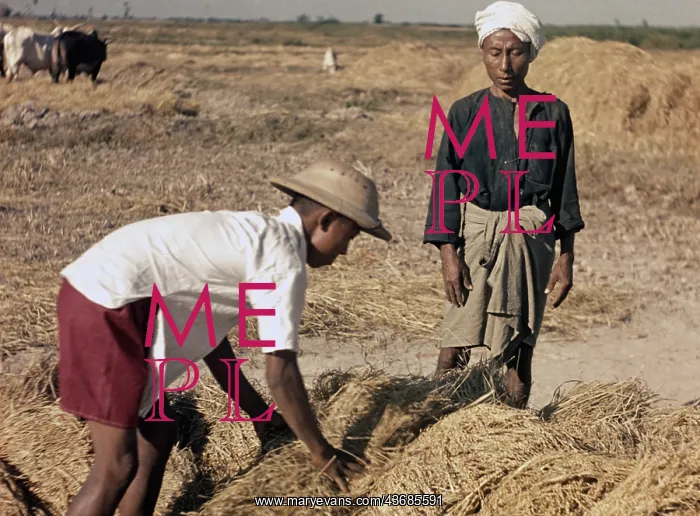 : Rice - paddy workers stacking ricks - Rangoon : Rice - paddy workers stacking ricks - Rangoon