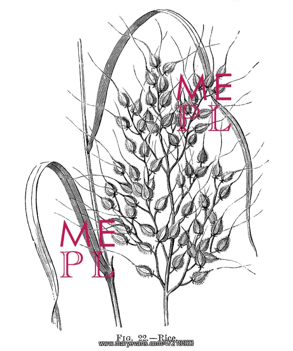  : RICE ON THE PLANT