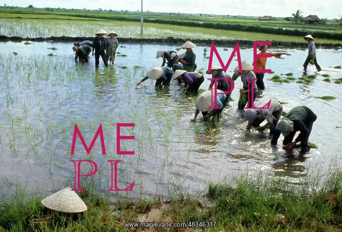 : Rice plantation in Vietnam, 1978 : Rice plantation in Vietnam, 1978
