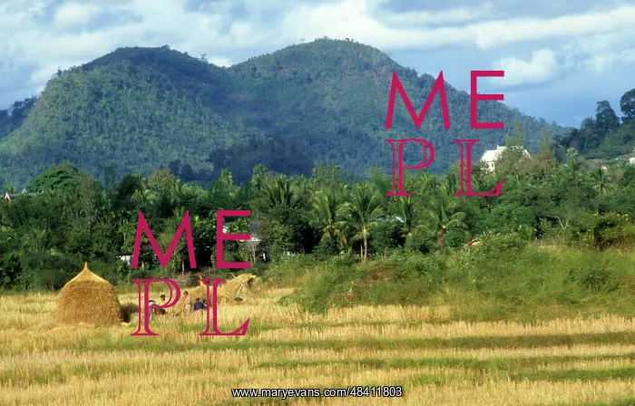 : Rice plantations in Laos, 1983 : Rice plantations in Laos, 1983
