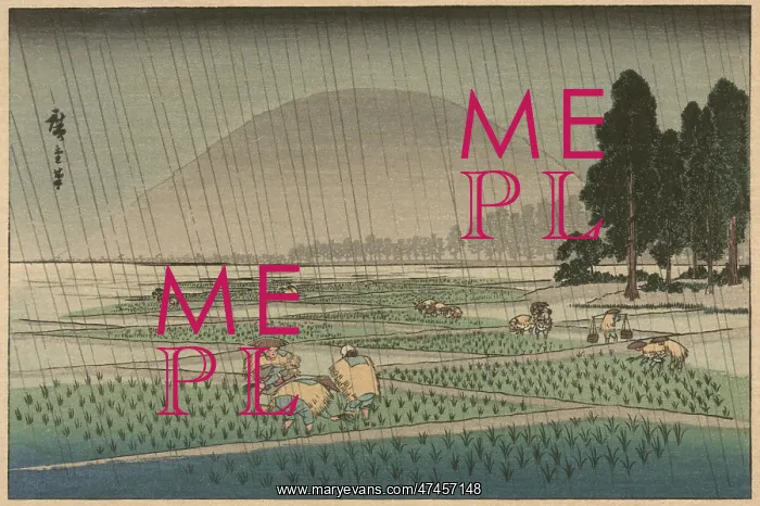 : Rice planting in rain : Rice planting in rain