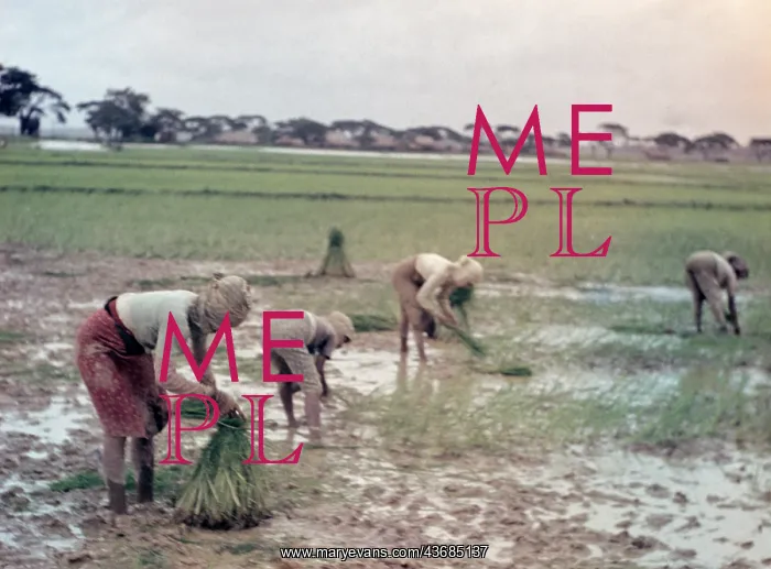  : Rice - transplanting paddy - Rangoon
