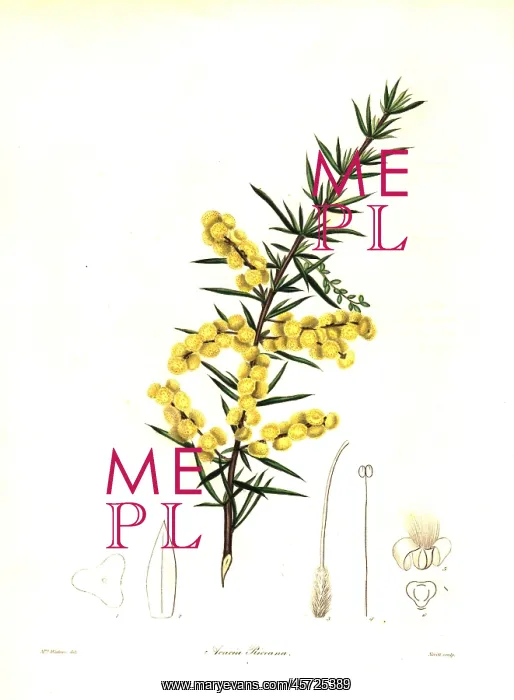 : Rice's wattle or Mr. T. Spring Rice's acacia, Acacia riceana : Rice's wattle or Mr. T. Spring Rice's acacia, Acacia riceana
