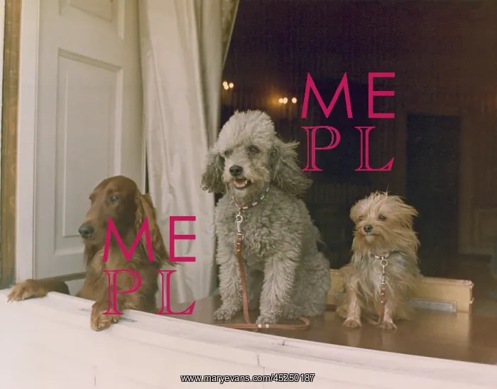 : Richard M. Nixon's dogs looking out a window of : Richard M. Nixon's dogs looking out a window of