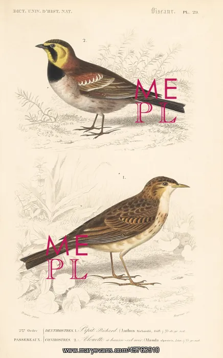 : Richard's pipit and horned or Przewalski's lark : Richard's pipit and horned or Przewalski's lark
