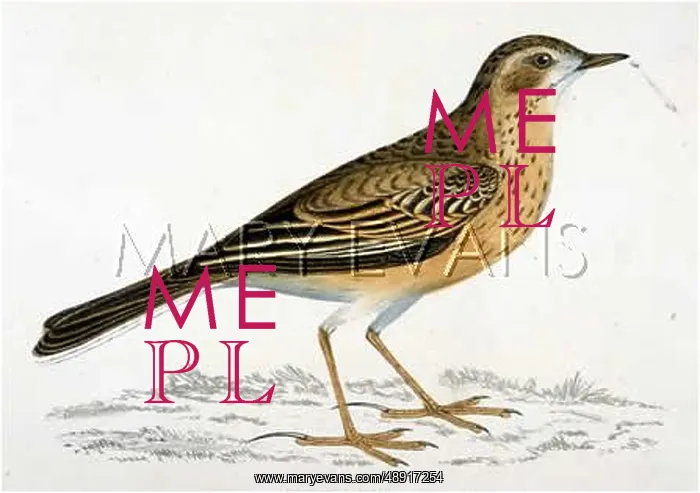  : RICHARD'S PIPIT (MORRIS)