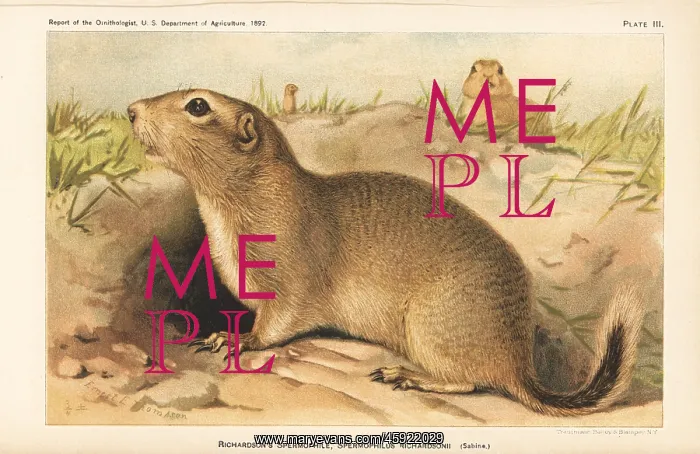: Richardson's ground squirrel, Urocitellus richardsonii : Richardson's ground squirrel, Urocitellus richardsonii