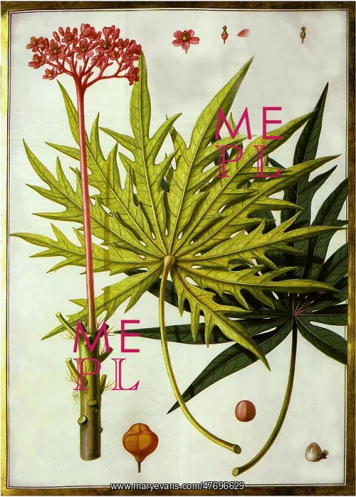 : Ricinoides Arbor, Americana, folio multifido : Ricinoides Arbor, Americana, folio multifido