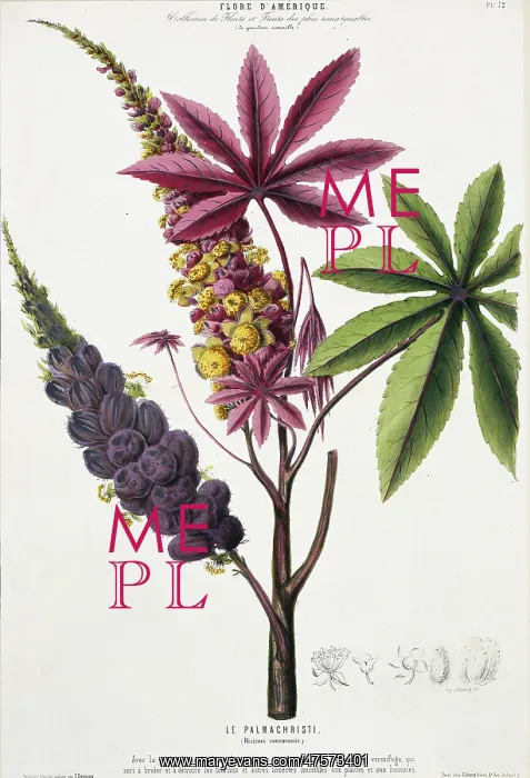 : Ricinus communis, caster oil tree : Ricinus communis, caster oil tree