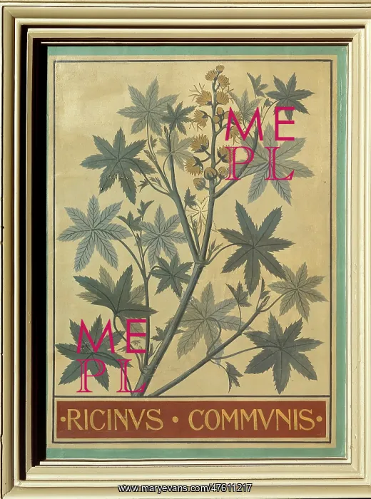 : Ricinus communis, castor bean : Ricinus communis, castor bean