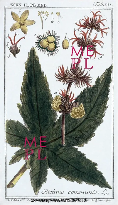  : Ricinus communis, castor bean plant