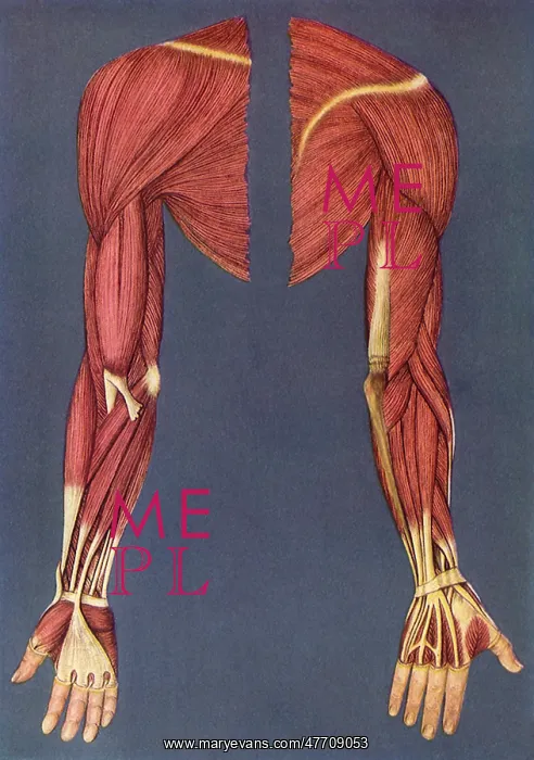  : Right Leg Muscles