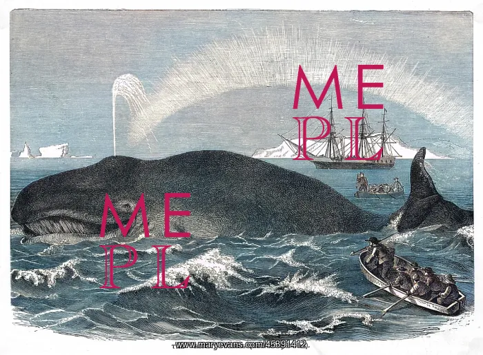  : A RIGHT WHALE