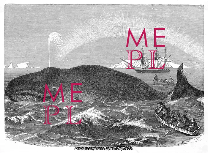  : A RIGHT WHALE