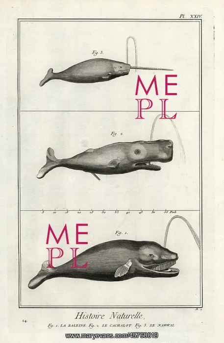  : Right whale, cachalot and narwhal