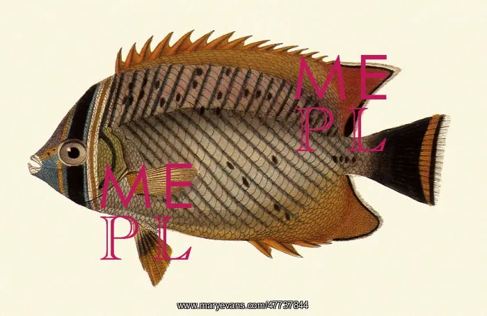  : Rightangle Butterflyfish, Chaetodon trifascialis