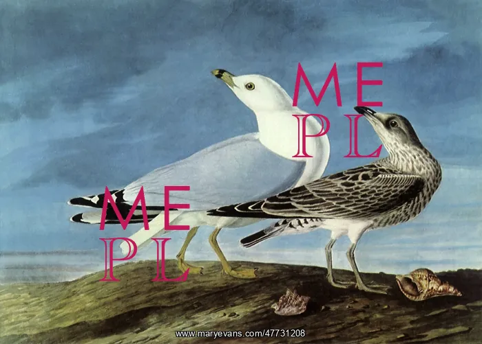  : Ring-Billed Gulls