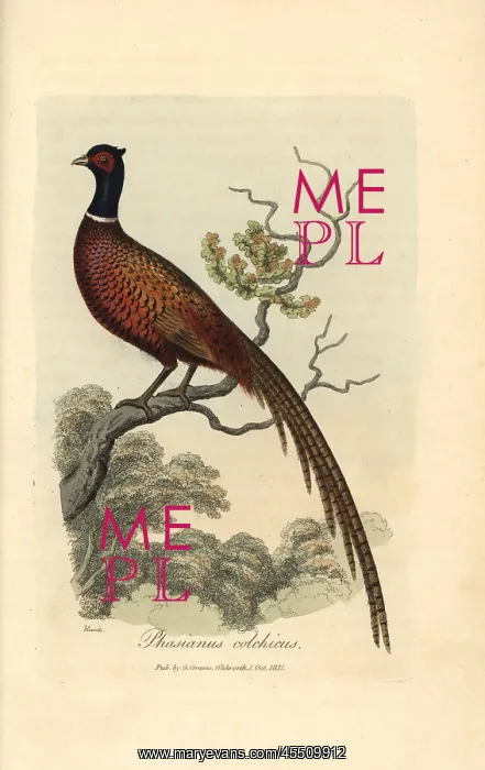 : Ring or common pheasant, Phasianus colchicus : Ring or common pheasant, Phasianus colchicus