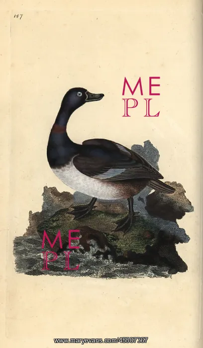 : Ring-necked duck, Aythya collaris : Ring-necked duck, Aythya collaris