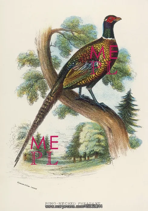 : RING-NECKED PHEASANT : RING-NECKED PHEASANT