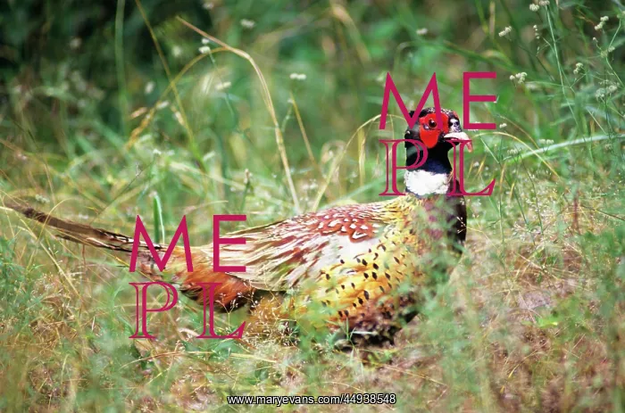 : Ring Necked Pheasant Phasianus Colchicus Siskiyou Nationa : Ring Necked Pheasant Phasianus Colchicus Siskiyou Nationa