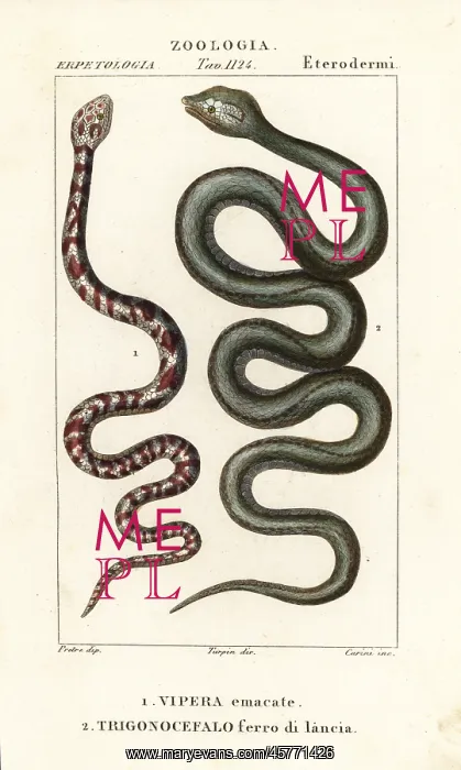 : Ring-necked spitting cobra and Martinique lancehead : Ring-necked spitting cobra and Martinique lancehead