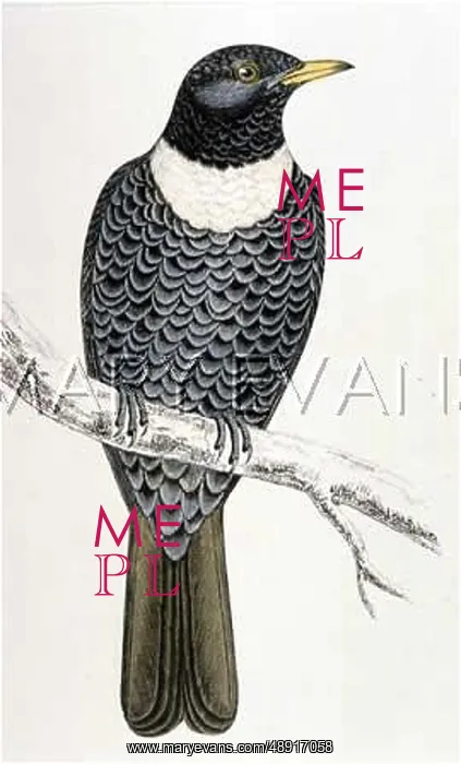  : RING-OUZEL