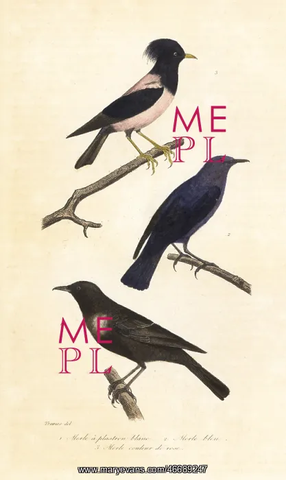 : Ring ouzel, blue rock thrush and rosy starling : Ring ouzel, blue rock thrush and rosy starling