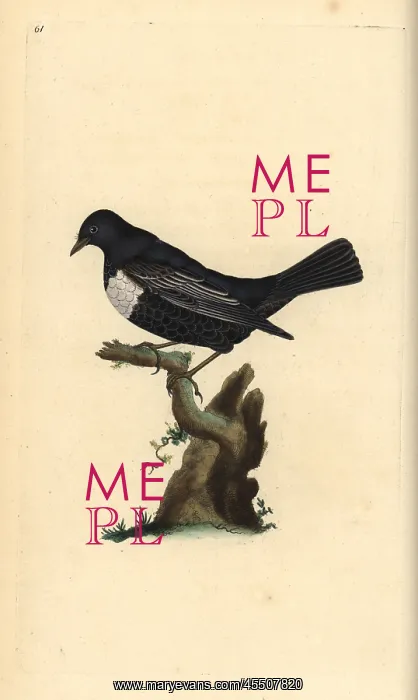 : Ring ouzel, Turdus torquatus : Ring ouzel, Turdus torquatus
