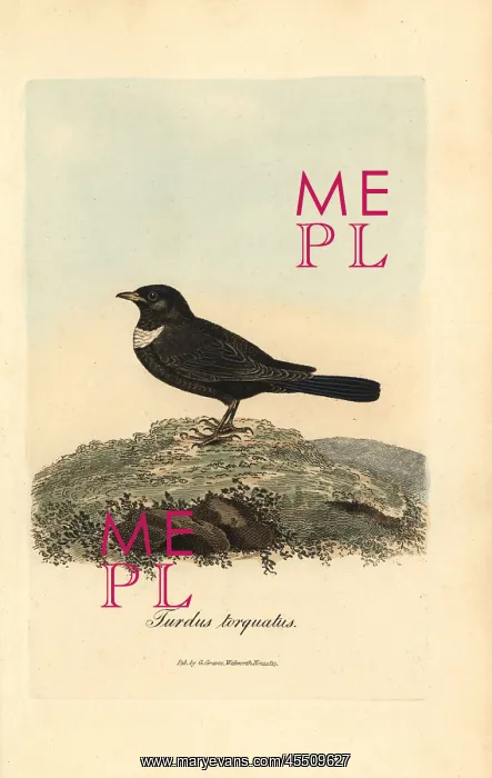 : Ring ouzel, Turdus torquatus : Ring ouzel, Turdus torquatus