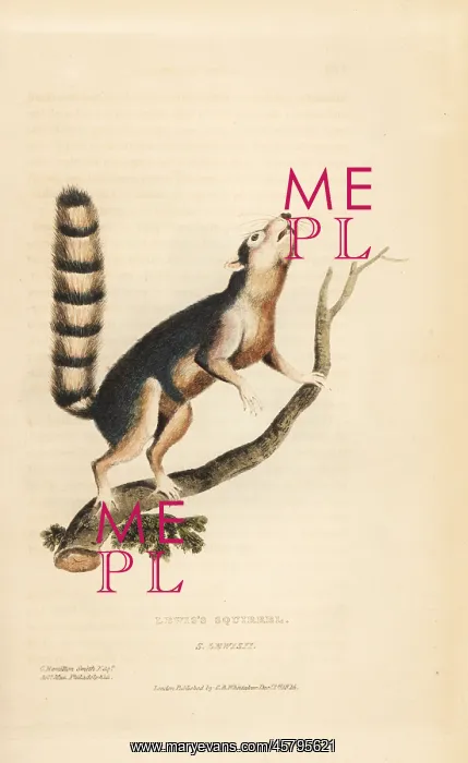 : Ring-tailed ground squirrel, Notocitellus annulatus : Ring-tailed ground squirrel, Notocitellus annulatus